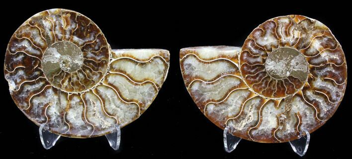 Sliced Fossil Ammonite Pair - Agatized #39604